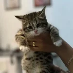 استخدام منشی و دستیار جهت کلینیک دامپزشکی در نجف آباد