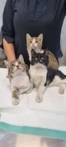 استخدام منشی و دستیار دامپزشک در شیراز