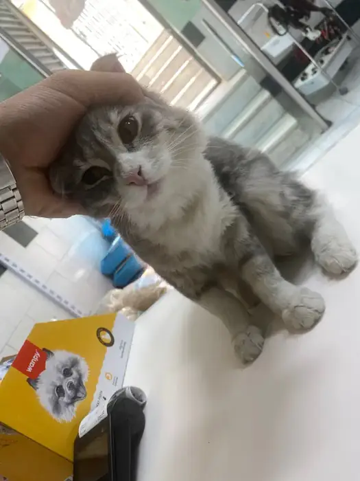 استخدام منشی جهت کلینیک دامپزشکی در ارومیه