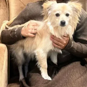 استخدام منشی و دستیار جهت کلینیک دامپزشکی در شاهرود استان سمنان