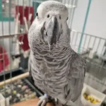 نیازمند منشی جهت کلینیک دامپزشکی در شهرقدس تهران