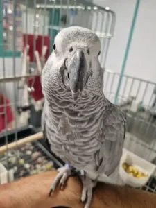 نیازمند منشی جهت کلینیک دامپزشکی در شهرقدس تهران