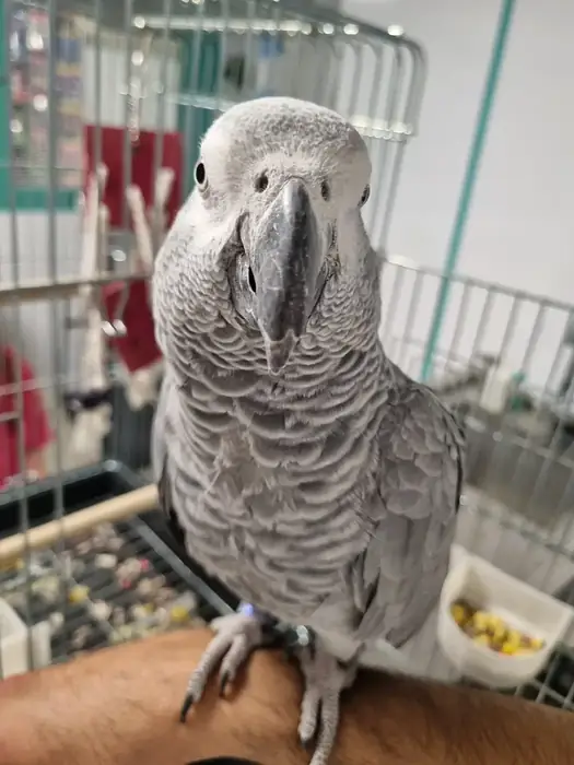 نیازمند منشی جهت کلینیک دامپزشکی در شهرقدس تهران