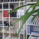 استخدام منشی جهت مطب زیبایی در فردیس کرج