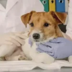 نیازمند منشی جهت کلینیک دامپزشکی در شیراز