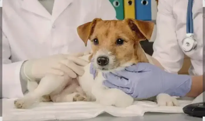 نیازمند منشی جهت کلینیک دامپزشکی در شیراز