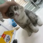 استخدام منشی پاره وقت جهت کلینیک دامپزشکی در ارومیه