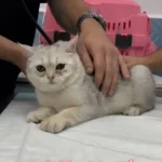 استخدام دستیار جهت کلینیک دامپزشکی در بلوار مطهری کرج