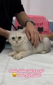 استخدام دستیار جهت کلینیک دامپزشکی در بلوار مطهری کرج