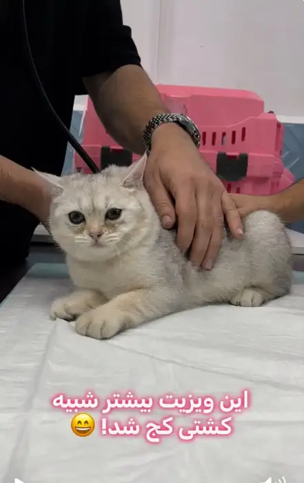 استخدام دستیار جهت کلینیک دامپزشکی در بلوار مطهری کرج