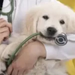 استخدام دستیار جهت کلینیک دامپزشکی در سیرجان استان کرمان