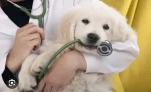 استخدام دستیار جهت کلینیک دامپزشکی در سیرجان استان کرمان