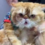 استخدام منشی خانم جهت کلینیک معتبر دامپزشکی در زنبیل آباد قم