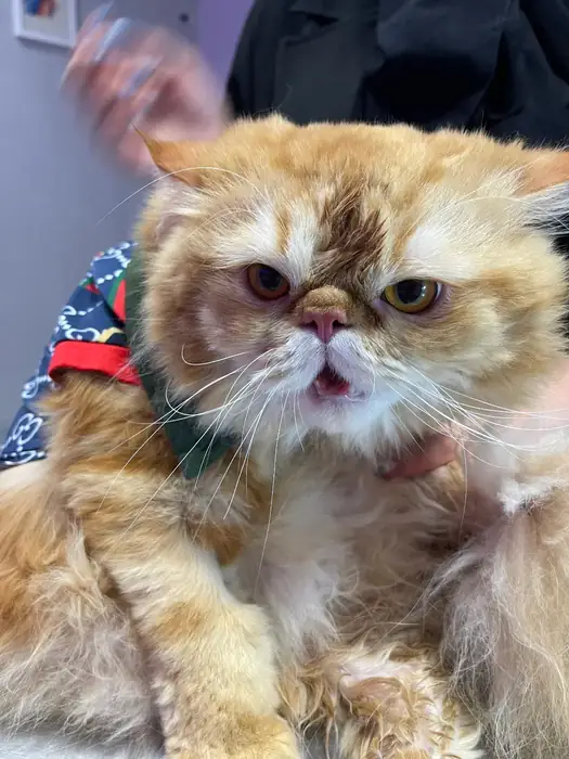 استخدام منشی خانم جهت کلینیک معتبر دامپزشکی در زنبیل آباد قم