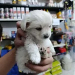 استخدام منشی جهت مطب دامپزشکی در پردیس تهران