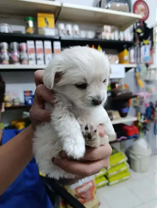 استخدام منشی جهت مطب دامپزشکی در پردیس تهران