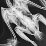 فروش دستگاه رادیوگرافی دامپزشکی و دی آر پورتابل در تهران