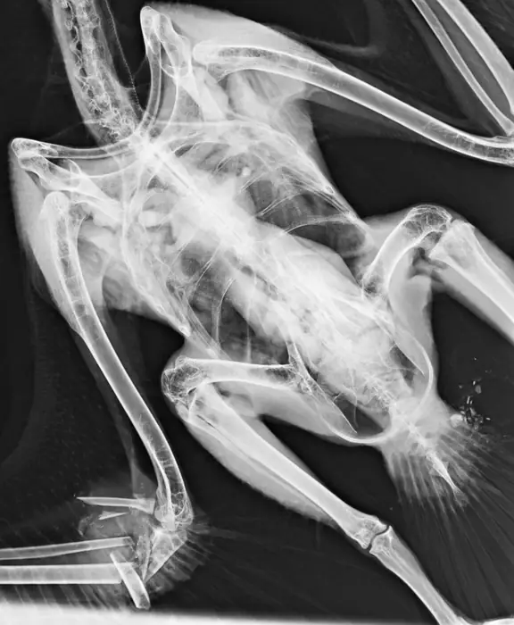 فروش دستگاه رادیوگرافی دامپزشکی و دی آر پورتابل در تهران