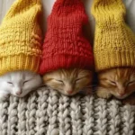 استخدام مسئول پذیرش خانم جهت کلینیک دامپزشکی در اکباتان تهران