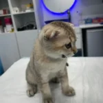 استخدام مسئول پذیرش جهت کلینیک دامپزشکی در کرج