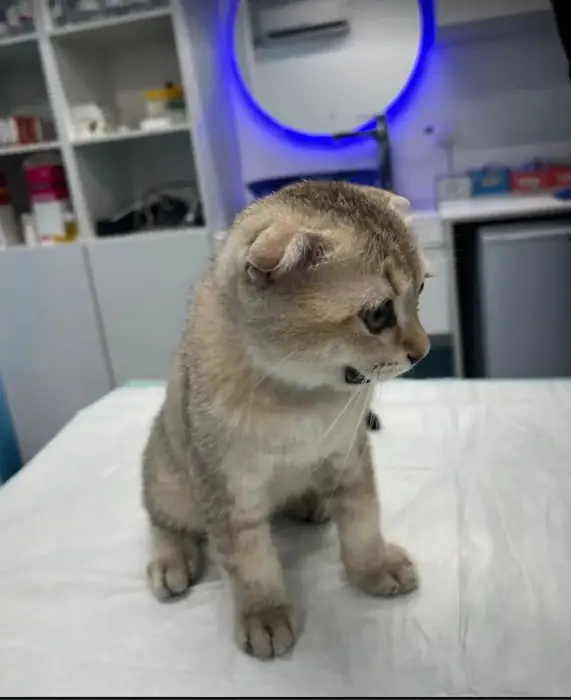 استخدام مسئول پذیرش جهت کلینیک دامپزشکی در کرج