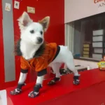 استخدام منشی جهت کلینیک دامپزشکی در شهرک استقلال شیراز