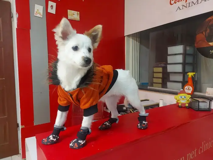 استخدام منشی جهت کلینیک دامپزشکی در شهرک استقلال شیراز