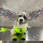 استخدام منشی جهت کلینیک دامپزشکی در رشت