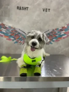 استخدام منشی جهت کلینیک دامپزشکی در رشت