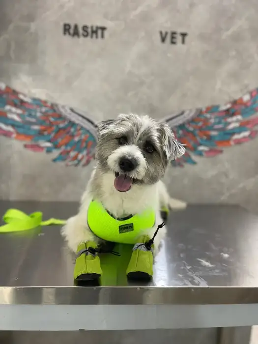 استخدام منشی جهت کلینیک دامپزشکی در رشت