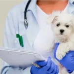 استخدام دامپزشک دارای پروانه جهت کلینیک در قدوسی غربی شیراز