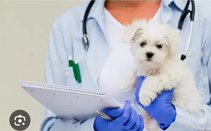 استخدام دامپزشک دارای پروانه جهت کلینیک در قدوسی غربی شیراز