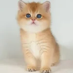 استخدام منشی جهت کلینیک دامپزشکی در قزوین