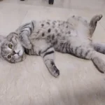 استخدام منشی جهت کلینیک دامپزشکی در تهران