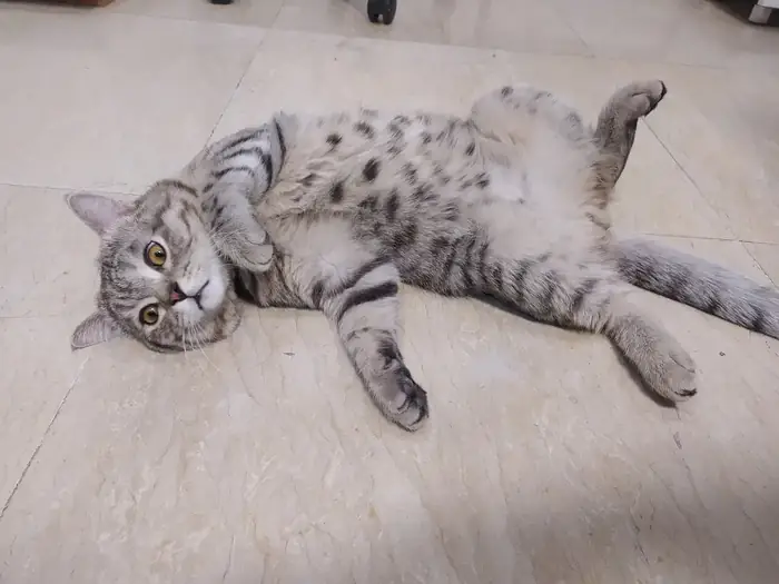 استخدام منشی جهت کلینیک دامپزشکی در تهران