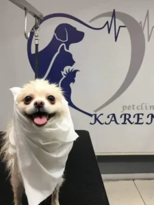 استخدام مسئول پذیرش جهت کلینیک دامپزشکی در جنت‌آباد جنوبی تهران