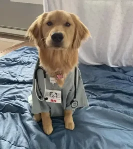 استخدام منشی جهت کلینیک دامپزشکی در شیراز