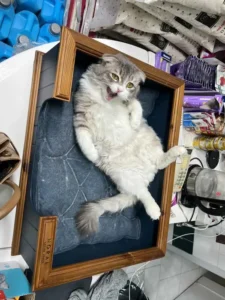 استخدام منشی جهت کلینیک دامپزشکی در ارومیه