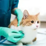 استخدام دامپزشک جهت تاسیس کلینیک در تبریز