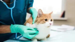 استخدام دامپزشک جهت تاسیس کلینیک در تبریز