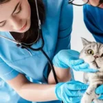 استخدام دامپزشک جهت کلینیک فعال در مشهد