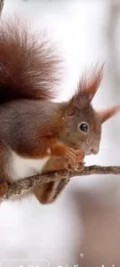 دعوت از دکتر دامپزشک جهت شراکت در کرمانشاه