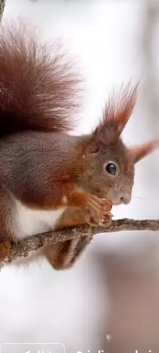 دعوت از دکتر دامپزشک جهت شراکت در کرمانشاه