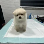 استخدام منشی جهت کلینیک دامپزشکی در مشهد