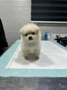 استخدام منشی جهت کلینیک دامپزشکی در مشهد