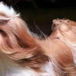 استخدام منشی جهت کلینیک حیوانات خانگی در لاهیجان