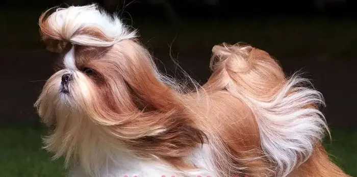 استخدام منشی جهت کلینیک حیوانات خانگی در لاهیجان