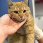 استخدام دستیار دامپزشک جهت کلینیک تخصصی در تهران