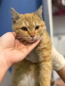 استخدام دستیار دامپزشک جهت کلینیک تخصصی در تهران