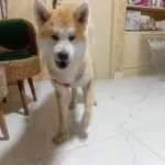 پانسیون کیتی پت، ارائه دهنده کلیه خدمات با قیمت حمایتی در رشت